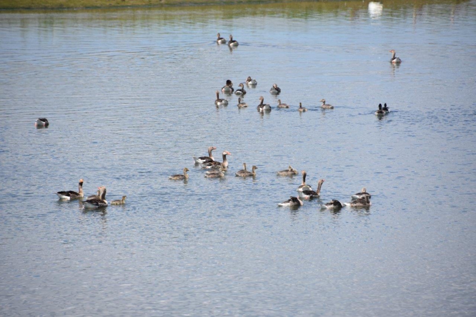 Veel familie... - Vogels - 