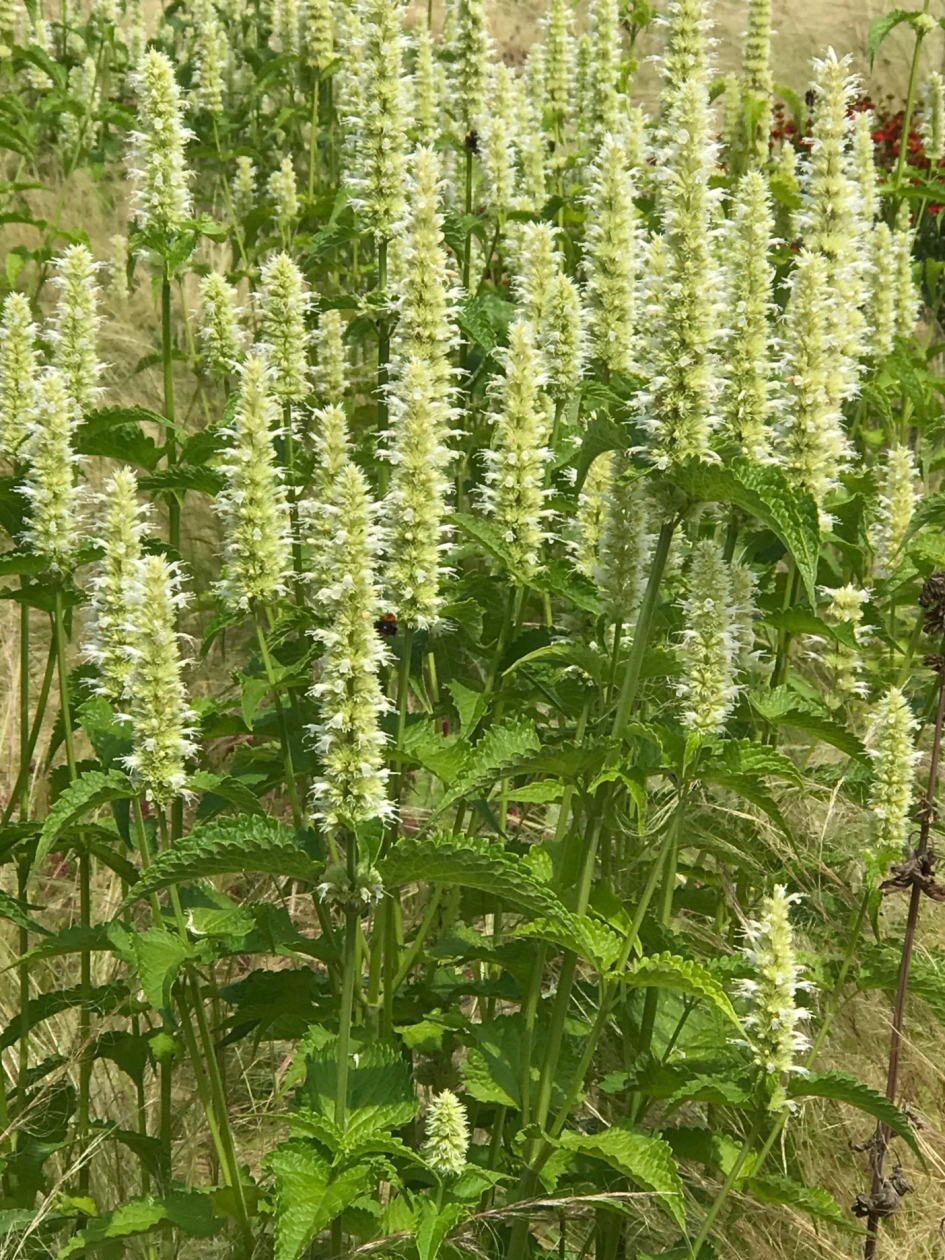 Witte ?? - Planten - 