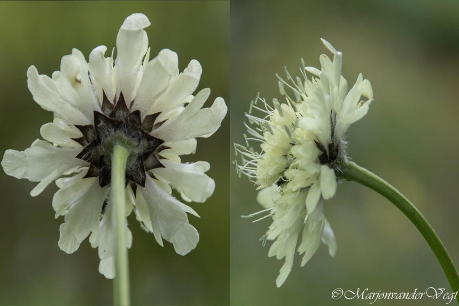 'n Schoonheid - Planten - Schoepkruid