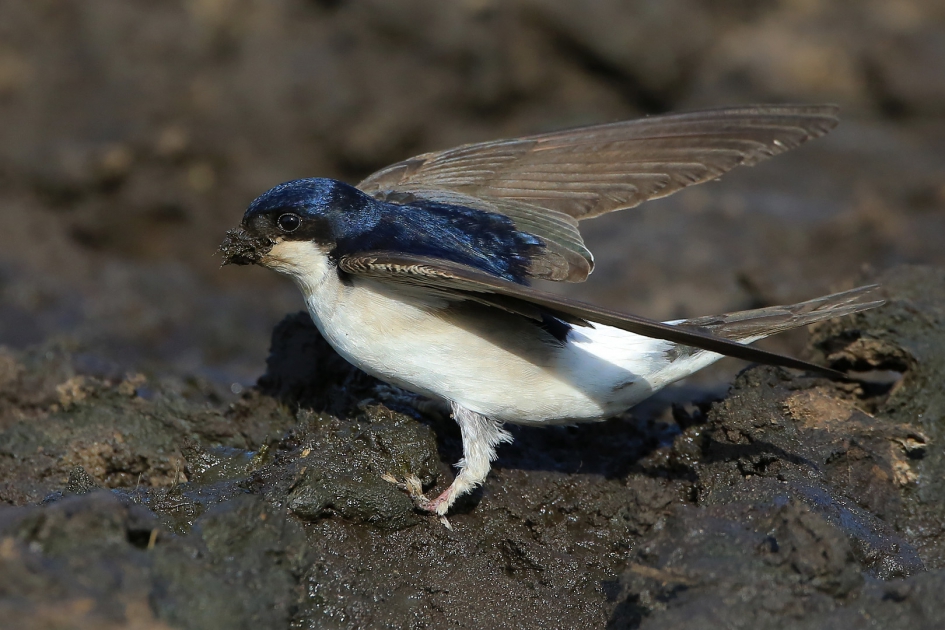 Na de regen ... - Vogels - Huiszwaluw