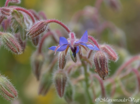 Borago officinalis