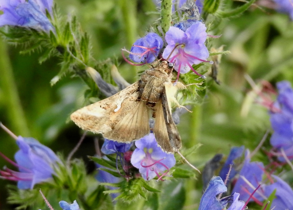 Gamma uiltje - Geleedpotigen - Gamma uiltje