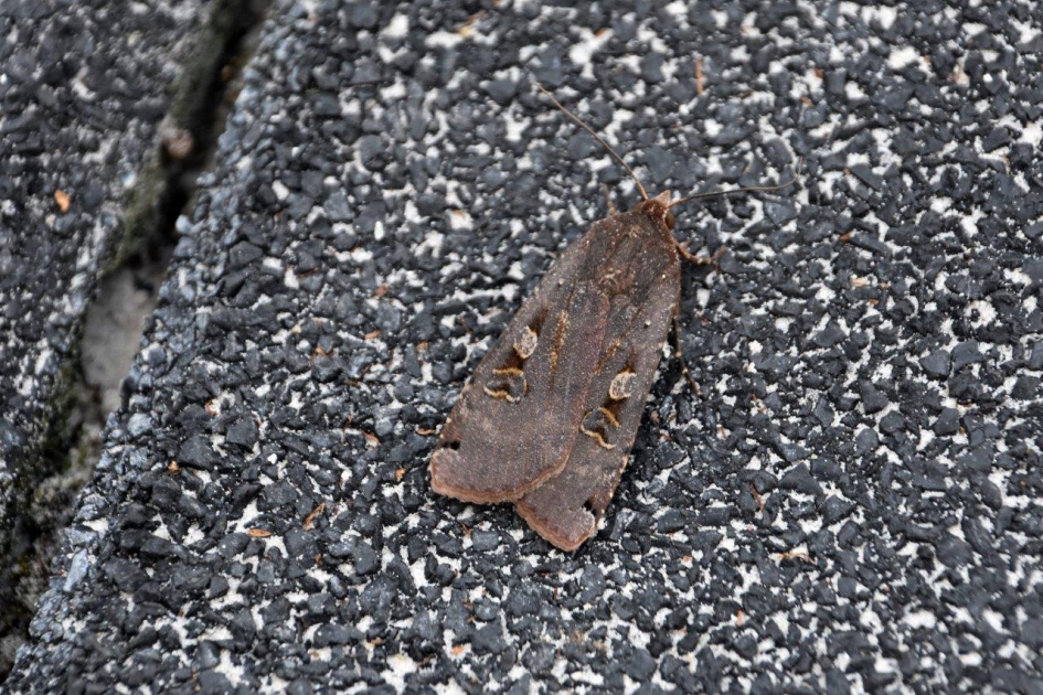 Nachtvlinder - Geleedpotigen - 