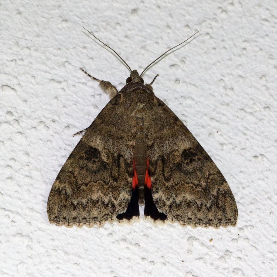 Nachtvlinder met rode sokken en zwarte laarsjes - Geleedpotigen - Rood Weeskind