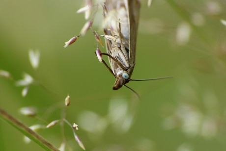 Net een vleermuisje..
