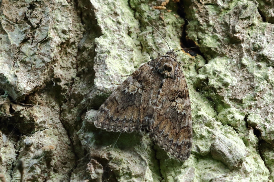 net geen zoekplaatje... - Geleedpotigen - 