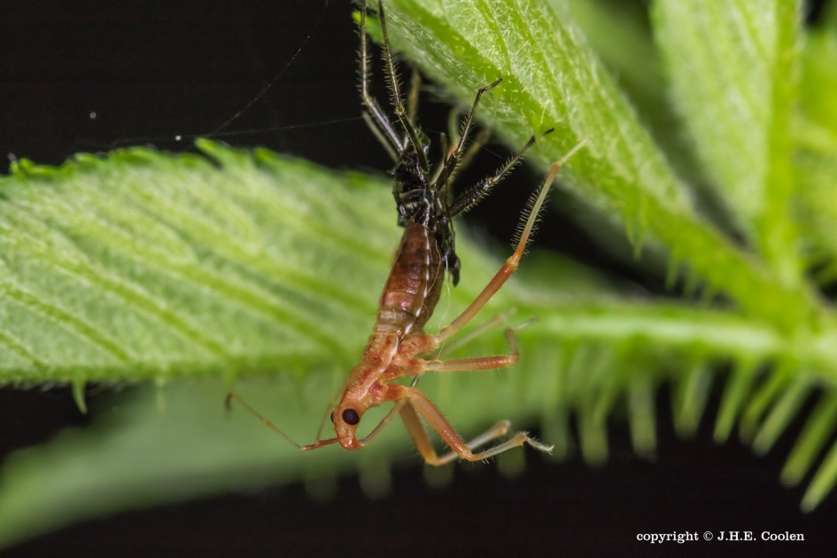 Nieuw jasje - Geleedpotigen - Sikkelwants