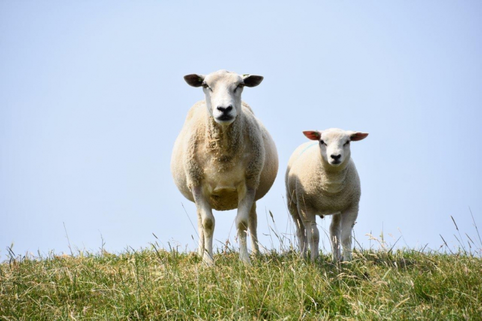 Nieuwsgierig - Zoogdieren - 