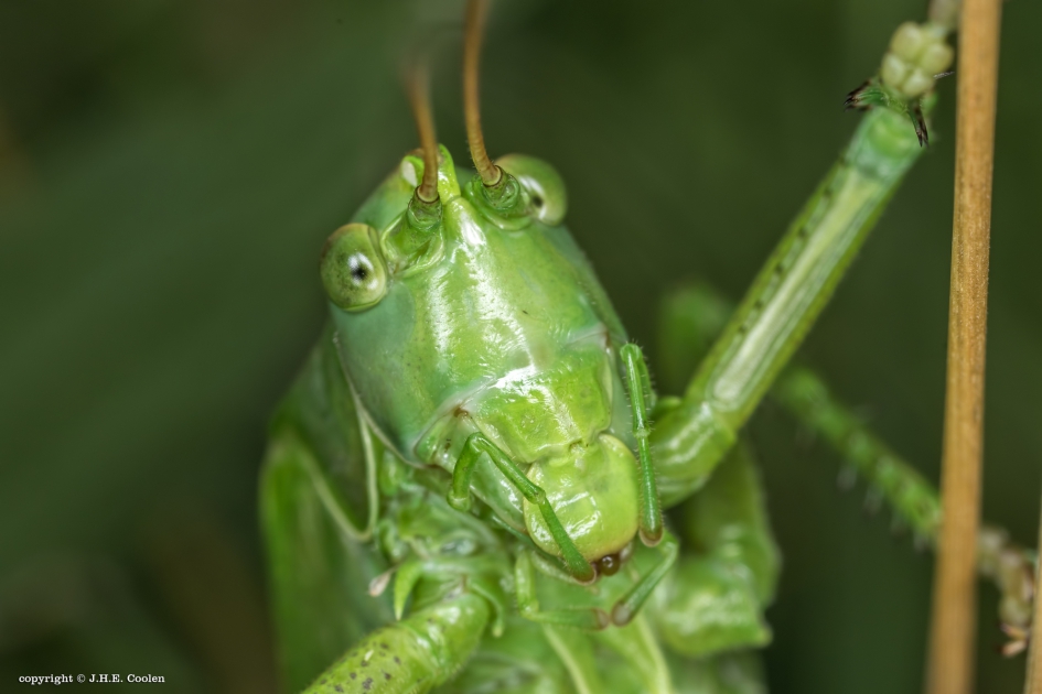 Nieuwsgierig - Geleedpotigen - Groene zadelsprinkhaan