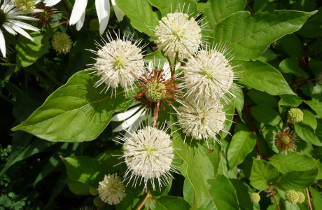 Nog een kogelbloem foto