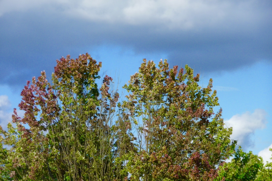 Noorse Esdoorn - Planten - 