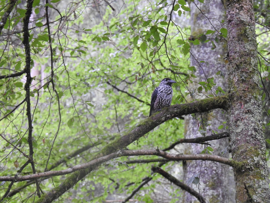 Notenkraker - Vogels - Notenkraker