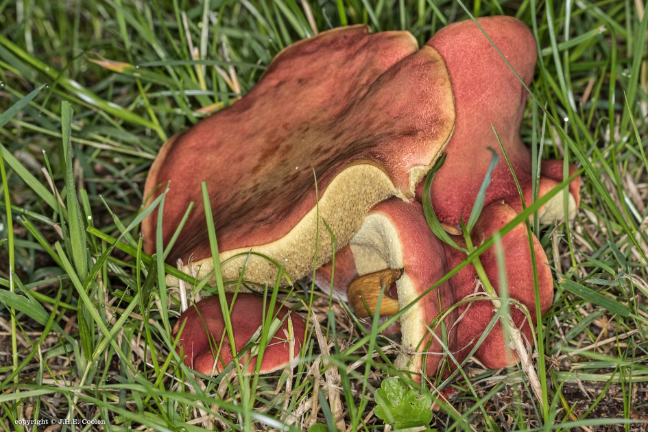 Nu al !!! - Schimmels - 