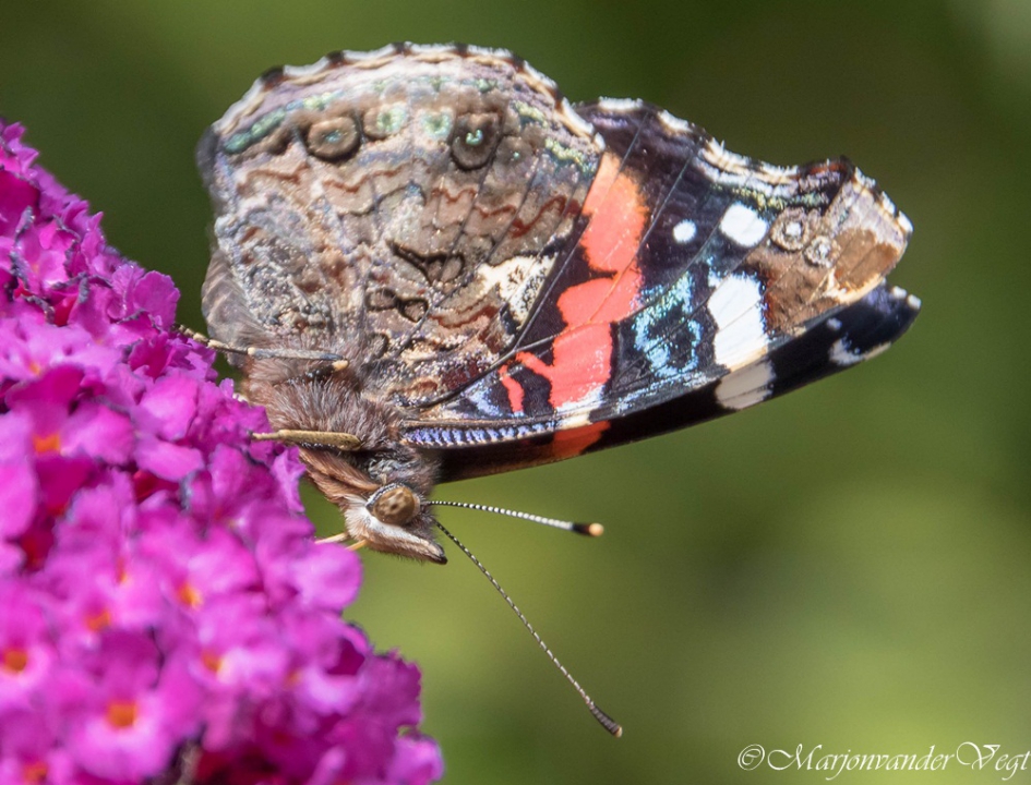 Ogen op steeltjes - Geleedpotigen - Vanessa Atalanta