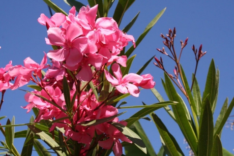Oleander