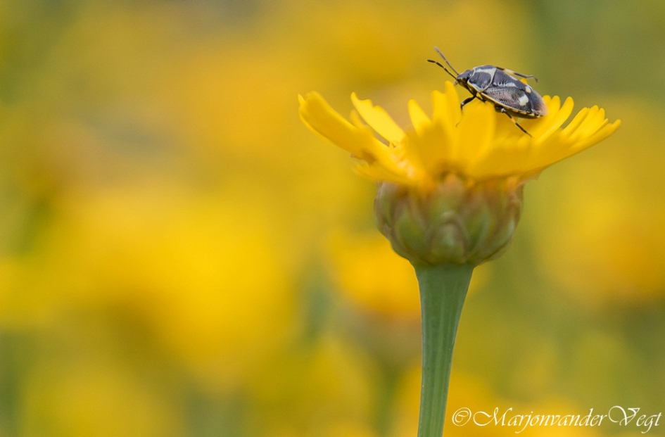 On top - Geleedpotigen - wants