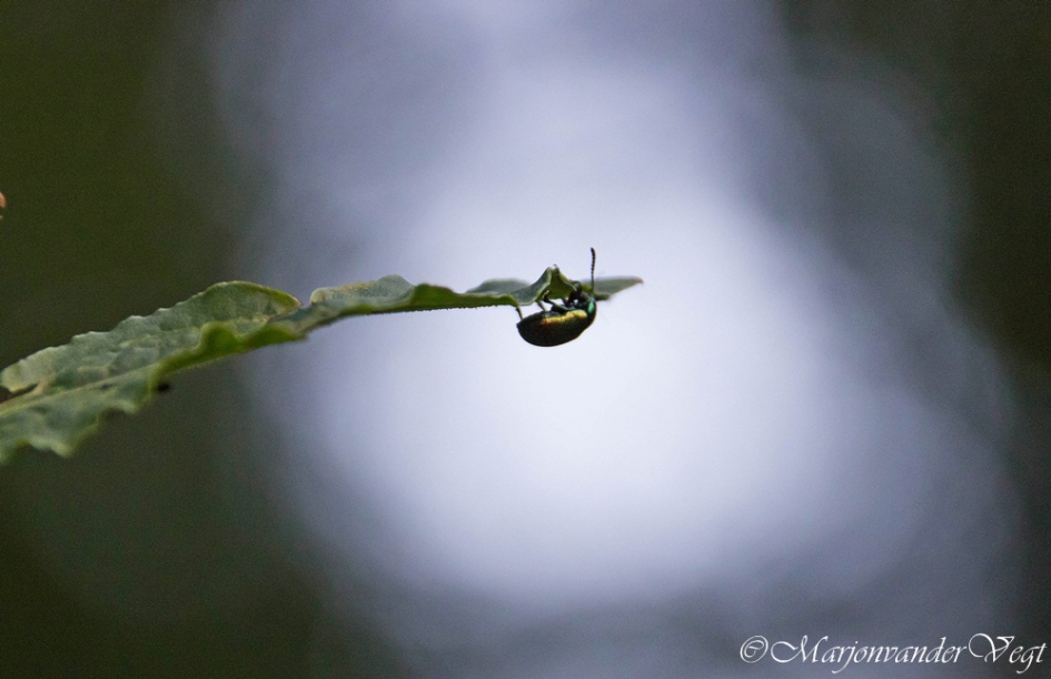 Onderste boven - Geleedpotigen - Elzenhaantje