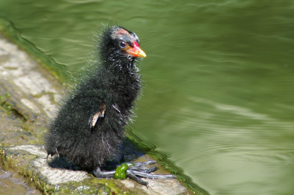 Op grote voet leven - Vogels - Waterhoentje