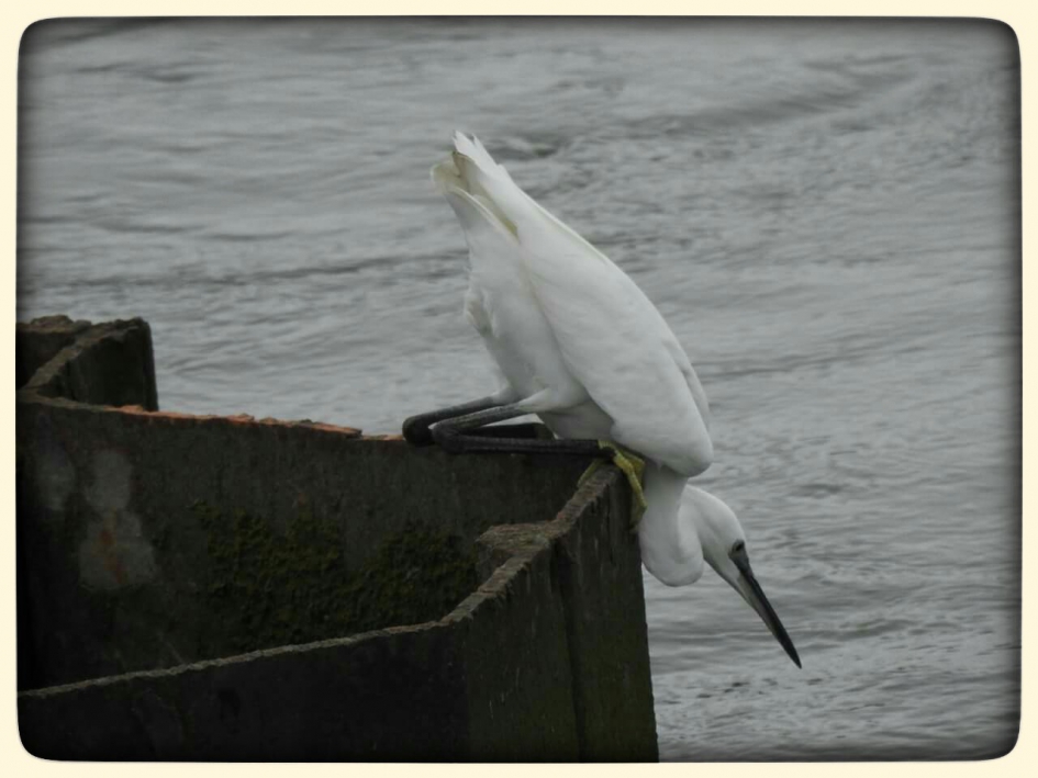 op scherpste. - Vogels - Kleine zilverreiger