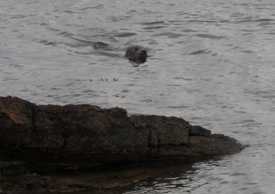 Op weg naar de rustplek - Zoogdieren - Grijze zeehond