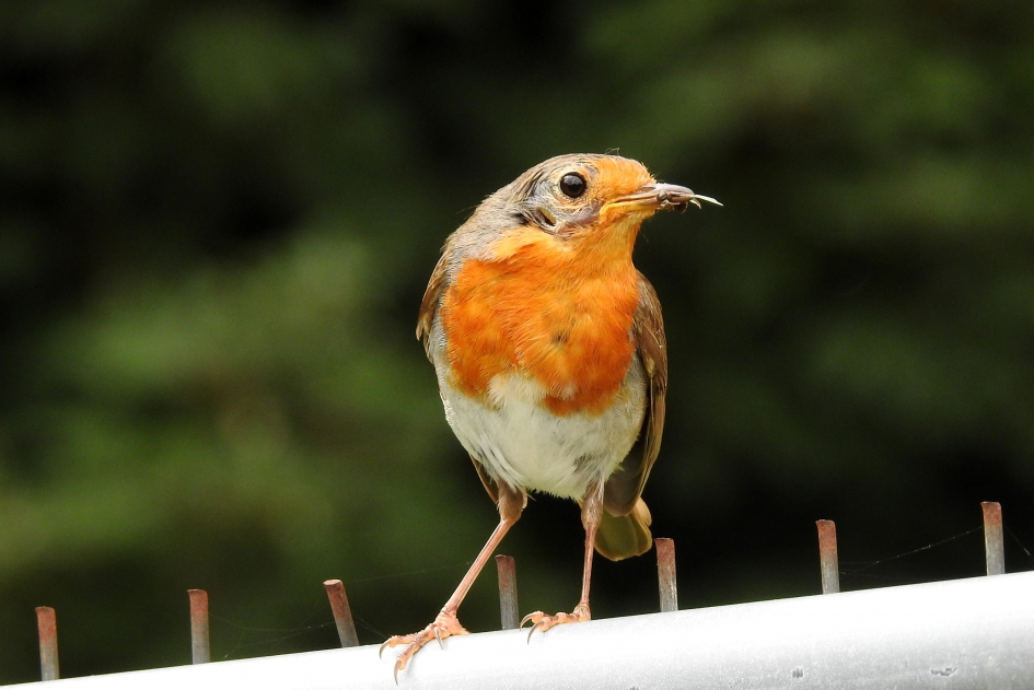 Opgroeien valt niet mee - Vogels - Roodborstje