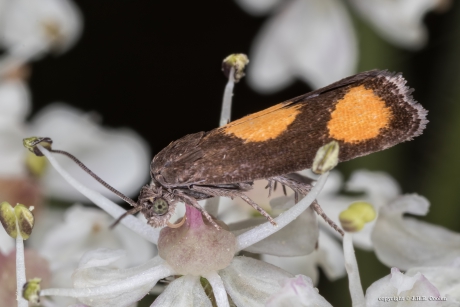 Oranje dwergbladroller