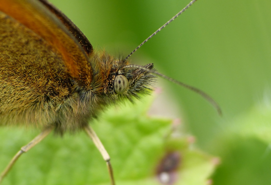 Oranje zandoogje - Geleedpotigen - 