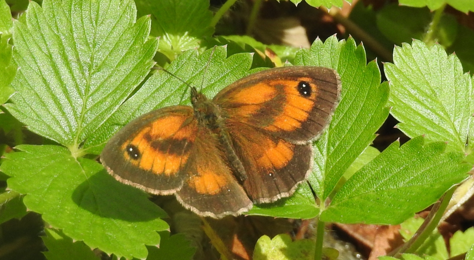 Oranje zandoogje - Geleedpotigen - Oranje zandoogje