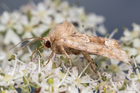 Oranjegeel halmuiltje