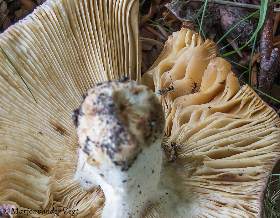 Paddenstoelen feest - Schimmels - geen id