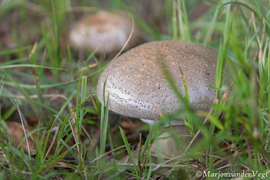 Parelamaniet - Schimmels - parelamaniet