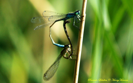 Parende Libellen
