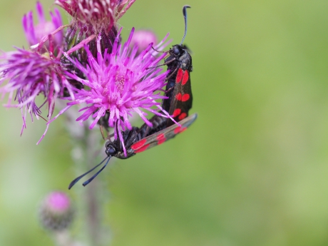 Parende sint Jansvlinders