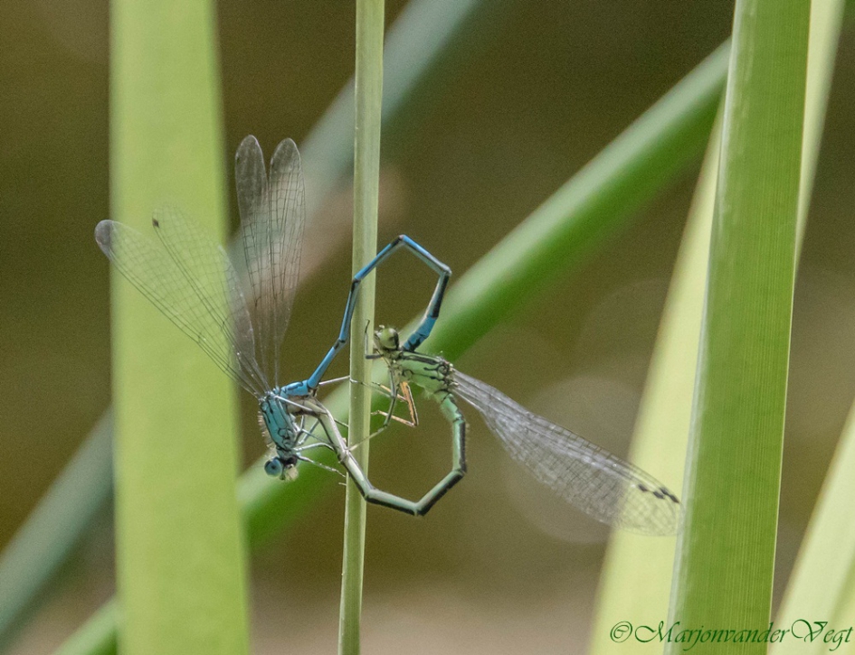 Paringswiel - Geleedpotigen - waterjuffers