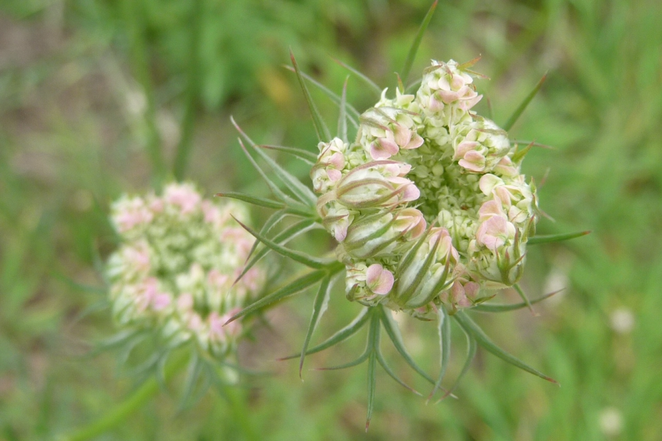 Wilde peen in knop - Planten - 