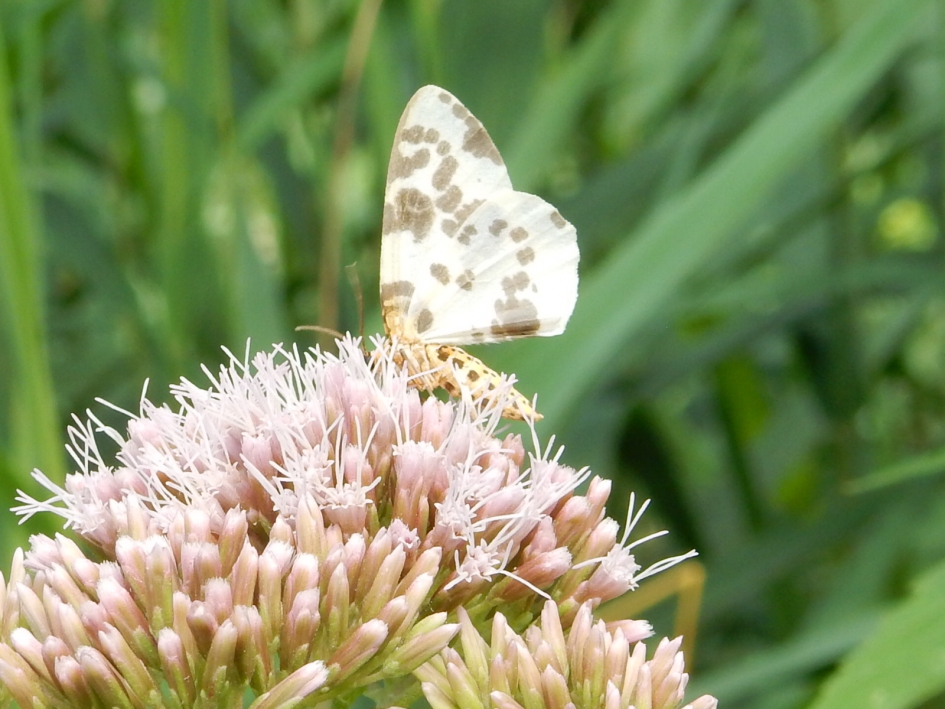 Porseleinvlinder - Geleedpotigen - 