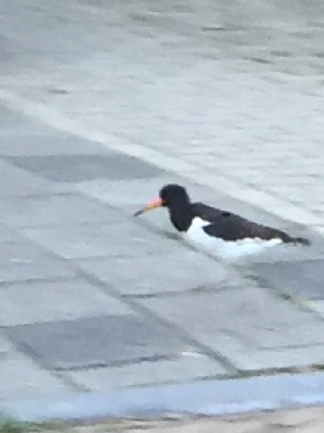 Prachtige vogels scholekster