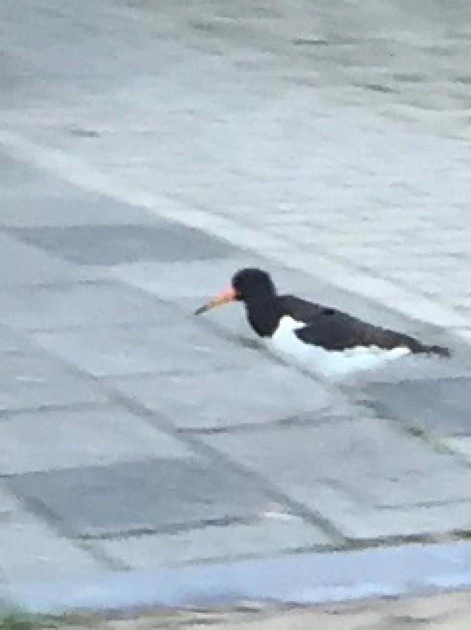 Prachtige vogels scholekster - Vogels - Scholekster