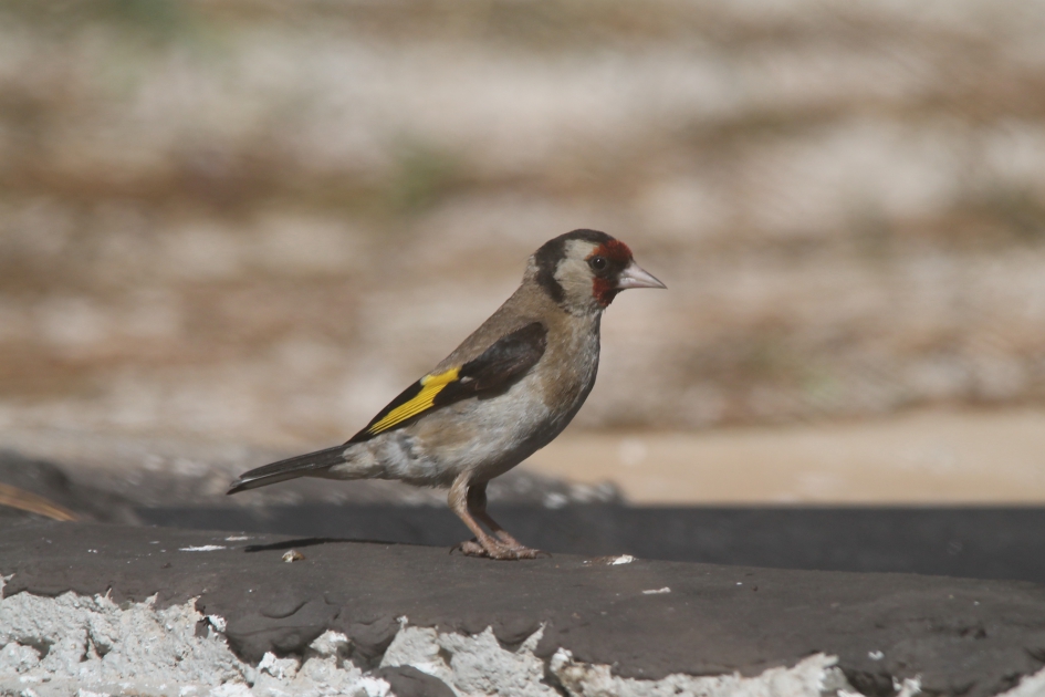 Putter - Vogels - Putter