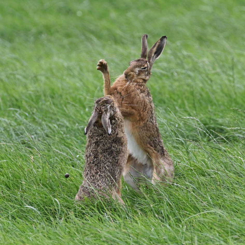 Rammeltijd (1) - Zoogdieren - Hazen