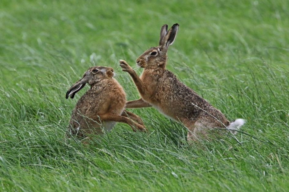 Rammeltijd (2) - Zoogdieren - Hazen