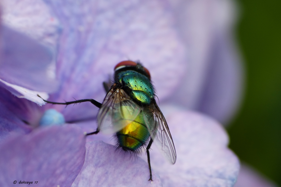 Rek en strek - Geleedpotigen - 