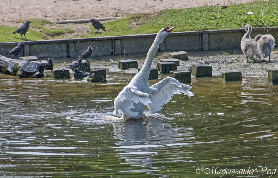 Rekken & strekken - Vogels - Zwanen