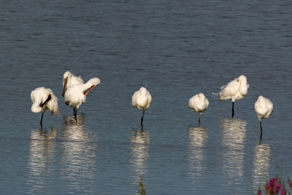 Relaxen in de Linge - Vogels - Lepelaars