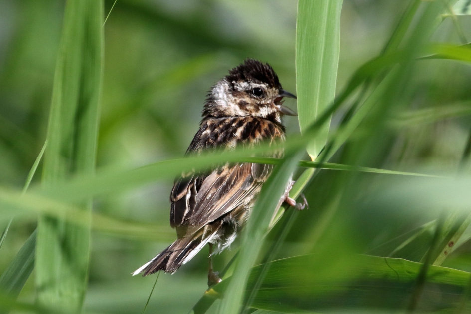 Rietkabaal - Vogels - Rietgors