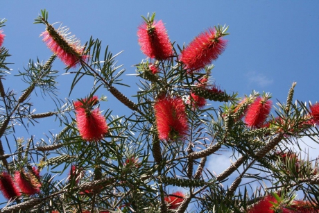 "flessenragers of lampenpoetsers"