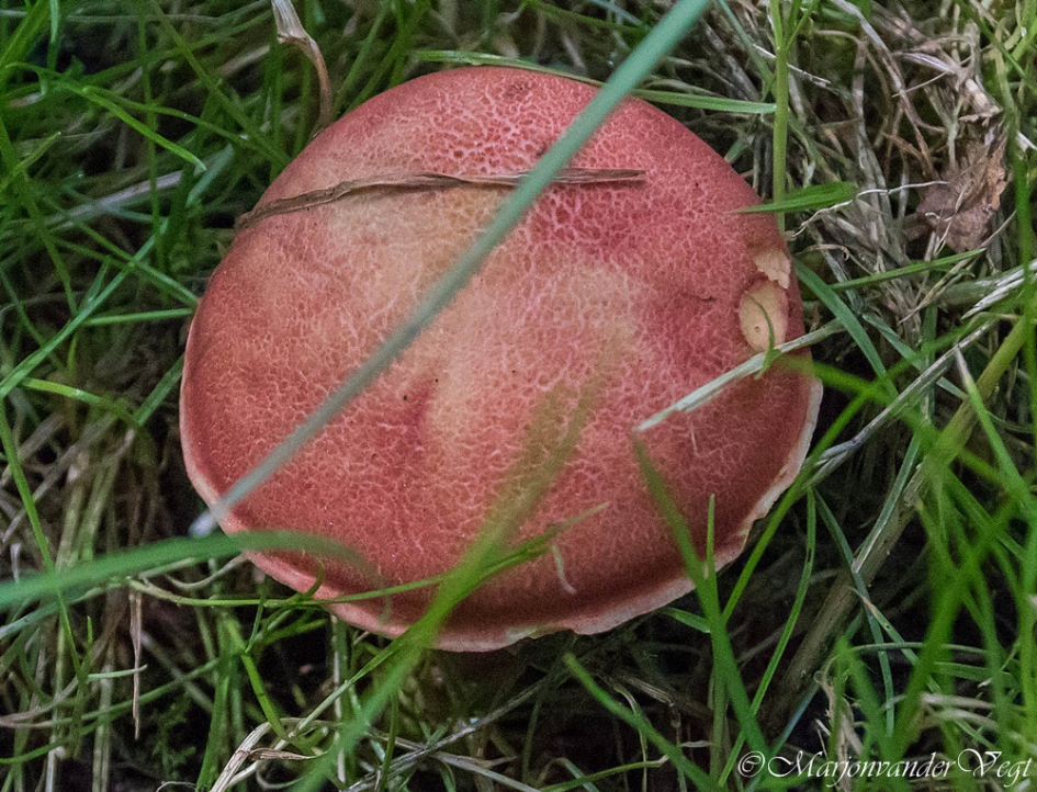 Rode paddo - Schimmels - geen id