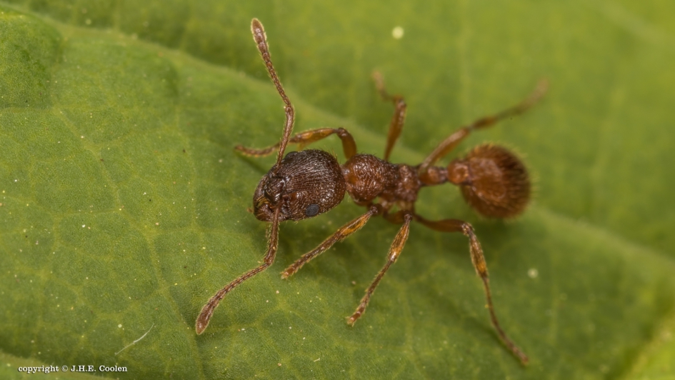 Rode steekmier - Geleedpotigen - Rode steekmier
