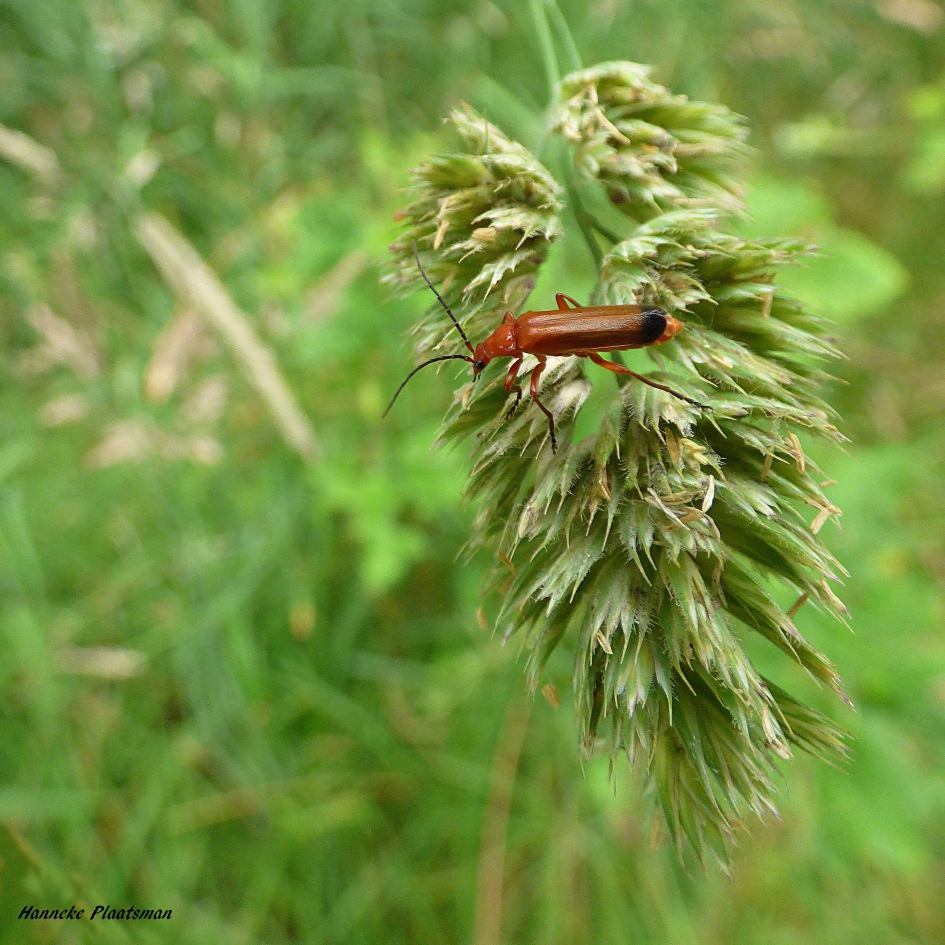 rode weekschildkever - Geleedpotigen - Rode weekschildkever.