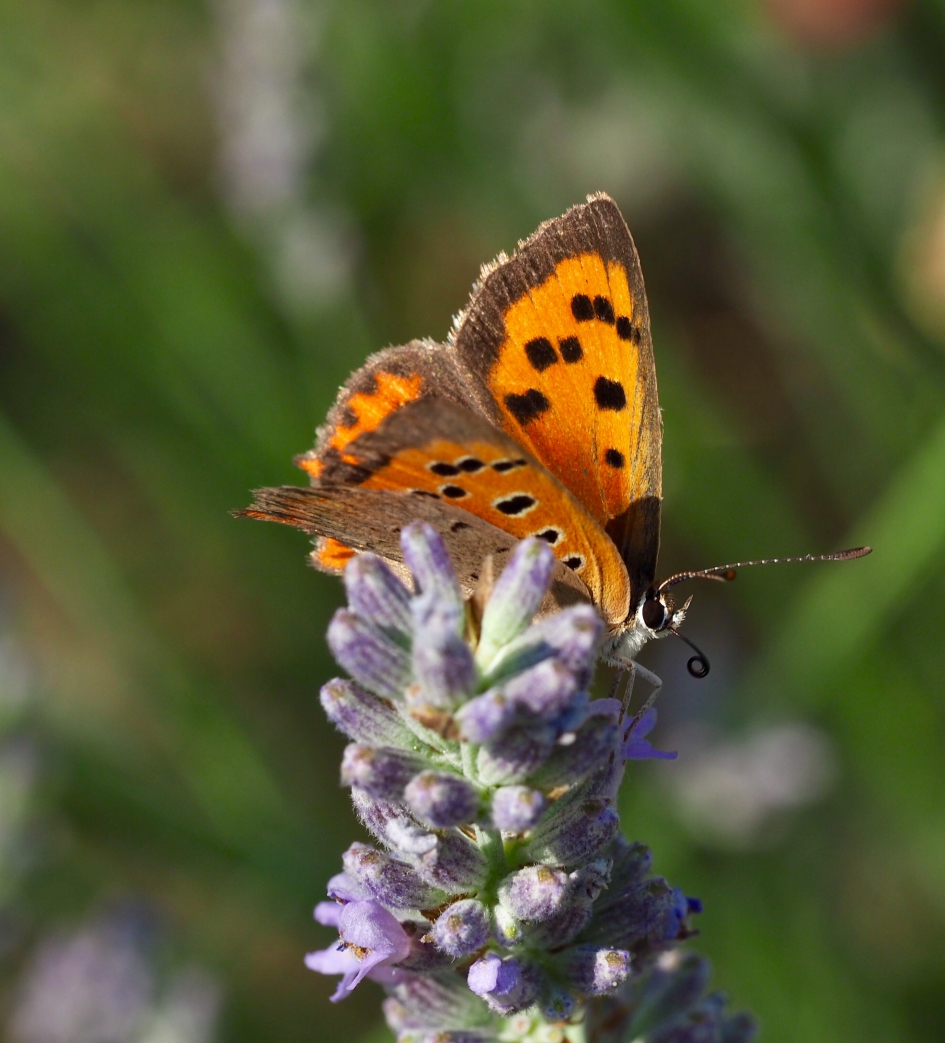 Roltong - Geleedpotigen - Vuurvlinder, durf niet te zeggen groot of klein